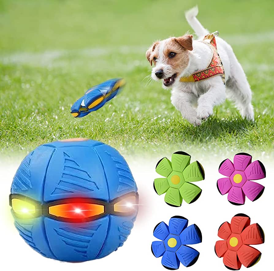 Outdoor dog frisbee in bright colors