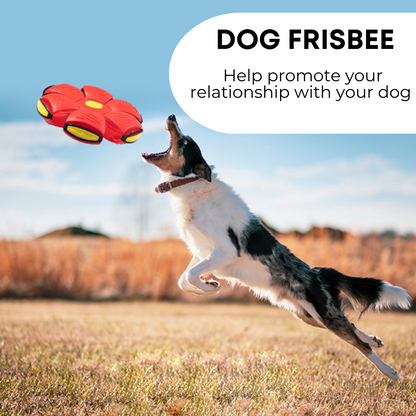Outdoor dog frisbee in bright colors