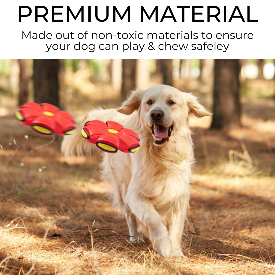 Outdoor dog frisbee in bright colors